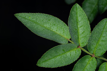 Green leaf background