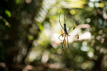 tropical jungle in thailand