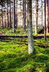 Estonian forest 5