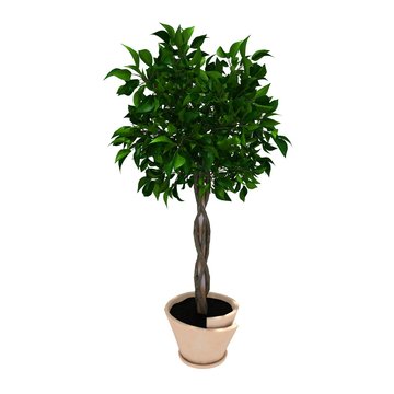small tree on pot for office