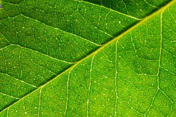 Green leaf background