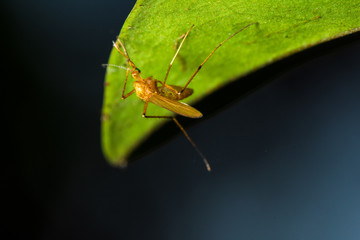 Mosquito Macro on Leaf