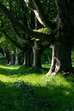 common beech trees in a row on the B3082, badbury rings dorset, England 
