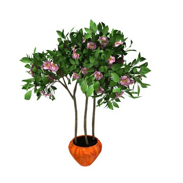 pink flower plant on pot