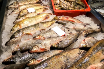 Freshwater fish market, Europe, EC. Wild pike (Esox lucius) - are above in photo and white fish vimba bream (Vimba vimba) or anthe or zarte. Both species are common marketable fish in Baltic region