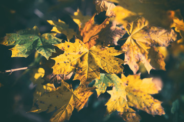 Autumn colour maple leaves