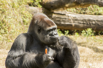 Gorille - Vallée des singes - Romagne