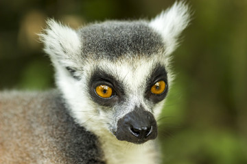 Lémurien - Maki Catta - Vallée des singes - Romagne