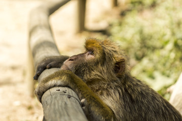 Obraz premium Magot - Vallée des singes - Romagne