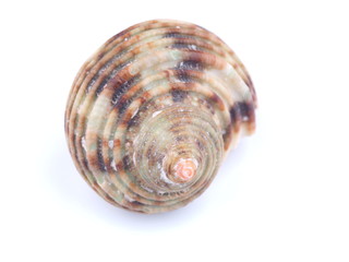 sea shell on white background