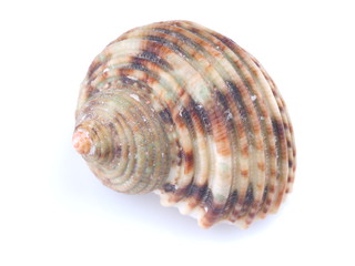 sea shell on white background