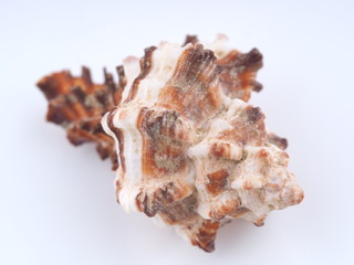 sea shell on white background