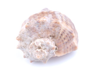 sea shell on white background