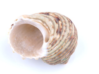 sea shell on white background