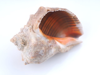 sea shell on white background