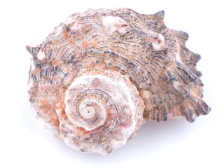 sea shell on white background