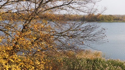 Fototapeta premium Autumn tree with yellow leaves over the river. Leaves fly from the tree