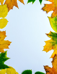 yellow and green leaves of maple  on a white background