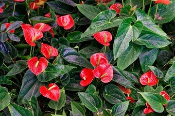 Anthurium