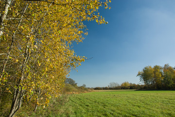 Autumnal yellow birches and green meadow