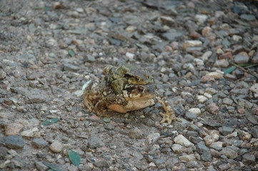 Rana y sapo