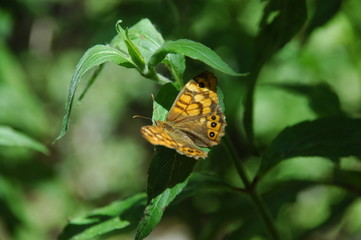 Mariposa descansando