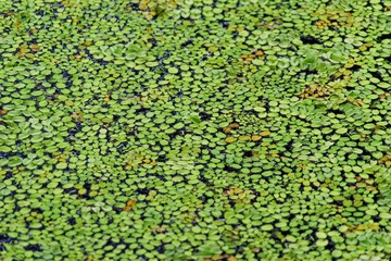 Duckweed