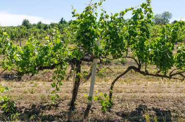 Fototapeta na wymiar Vine on the plantation. Russia, the Republic of Crimea, the city of Sevastopol. 12.06.2018: Grape plantation in the Crimea