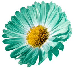 Turquoise flower daisy isolated on white background. For design. Closeup. Nature.