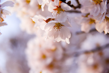 桜ソメイヨシノ