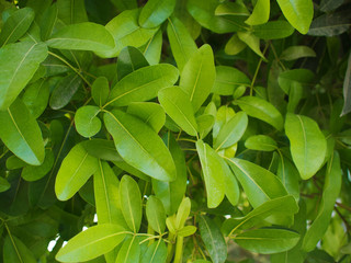 Fresh bright green foliage. The leaves of the plant, texture