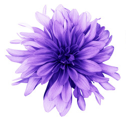 Dahlia  purple flower white  background isolated  with clipping path. Closeup. with no shadows....
