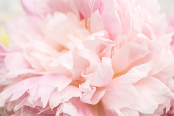 Obraz na płótnie Canvas Pastel pink flower on a white background