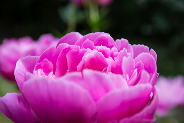 pink flower in the garden