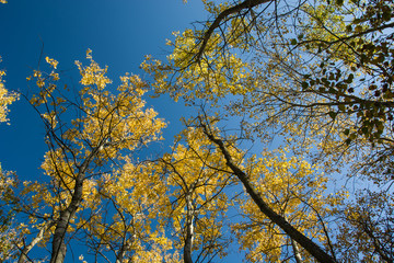 Tops of autumnal trees and sky