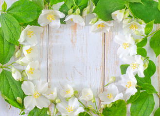 jasmine spring flowers frame on white background