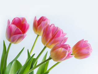 Pink tulip on white background.