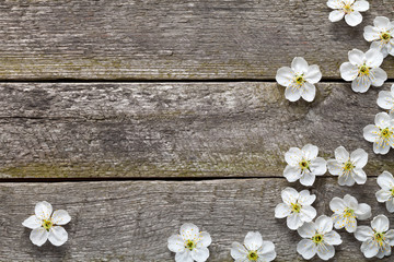 Obraz premium Spring Flowers