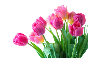 Pink tulip on white background.