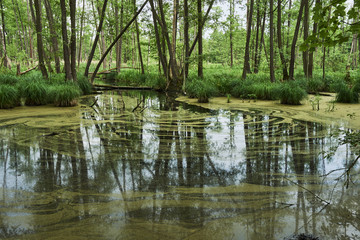 Obraz premium The swampy lake with a lemna in a forest in Poland.