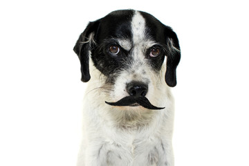 FUNNY AND SERIOUS DOG WEARING BLACK MOUSTACHE OR MUSTACHE. ISOLATED AGAINST WHITE BACKGROUND.