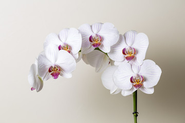 orchid on white background