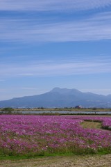 自然観陸地フラワーゾーンのコスモス畑　コスモス　雲仙岳　諫早市高来町