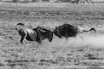 Wildebeest fighting, Masai Mara