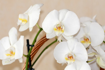Naklejka na ściany i meble Beautiful white orchid flowers