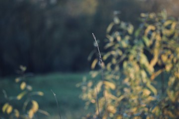fish in water