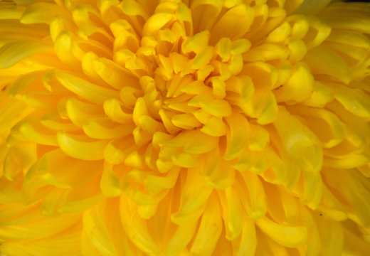 CHRYSANTEMUM AMARILLO