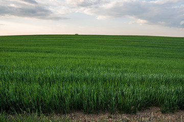 Fototapeta premium Green oat ears of wheat growing in the field in evening suset sky. Agriculture. Nature product.