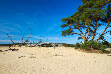 Pine tree in the National Park Hoge Veluwe, Netherlands.