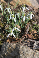 Snowdrops in early Spring